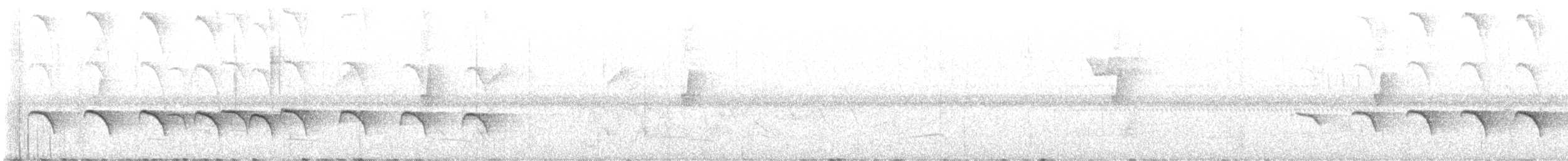 Slender Antbird - ML636972207