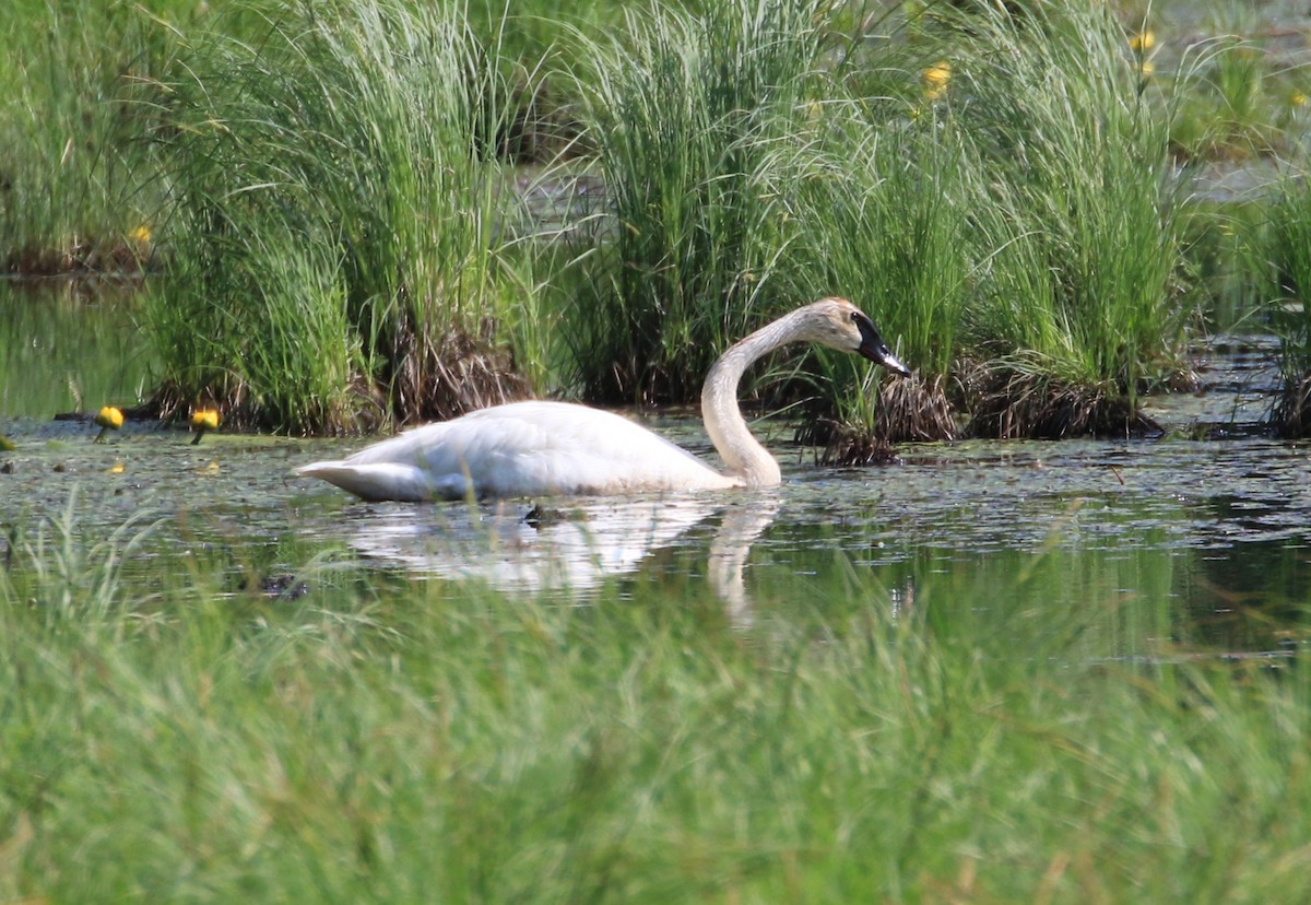Trumpeter Swan - ML636972257