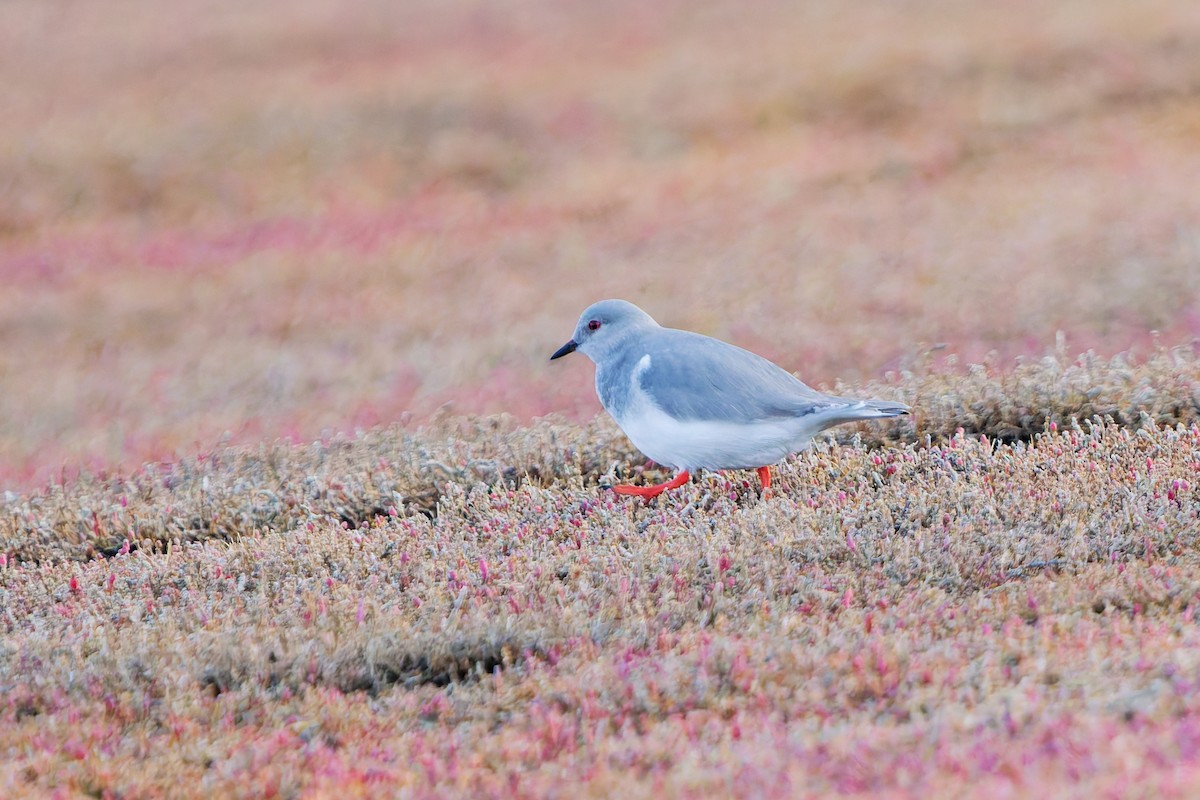 Magellanic Plover - ML636972270