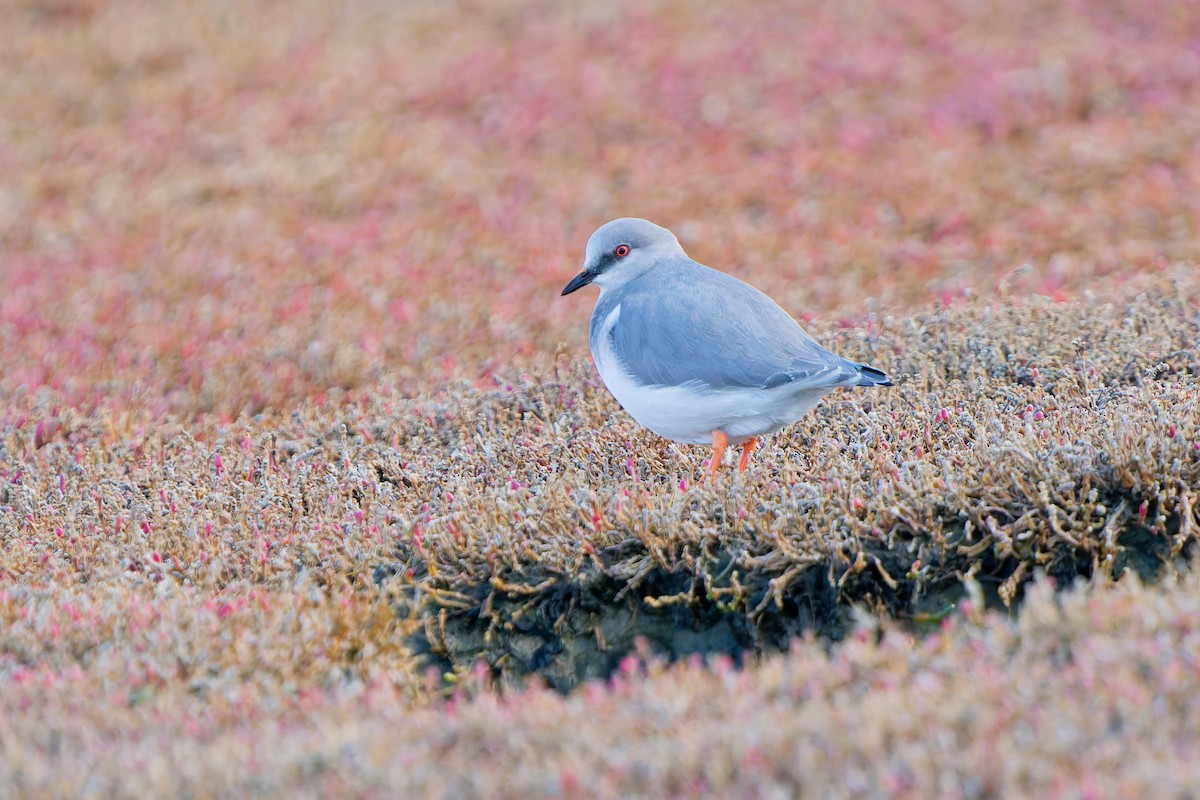 Magellanic Plover - ML636972273