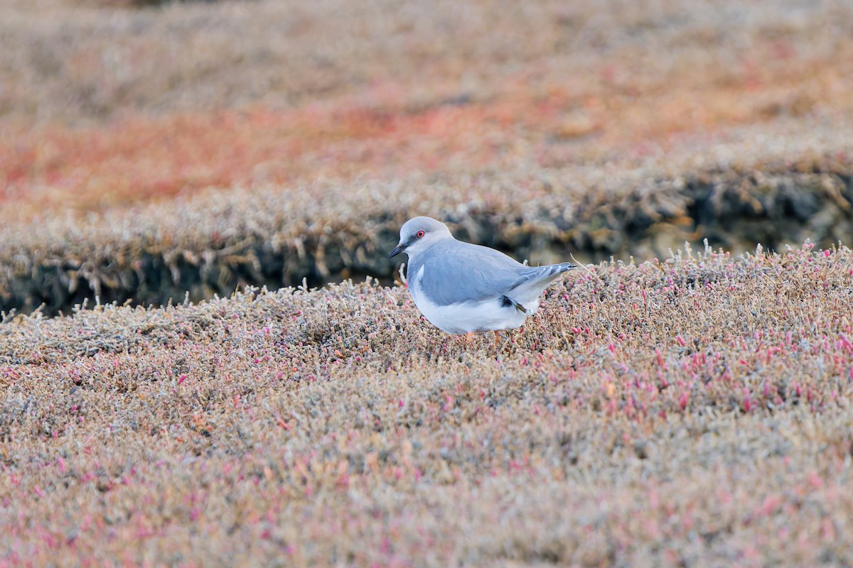 Magellanic Plover - ML636972274