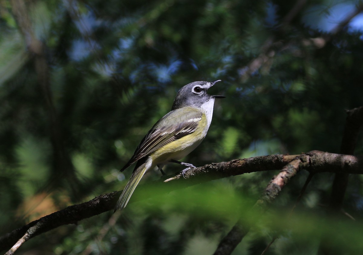 Blue-headed Vireo - ML636972309