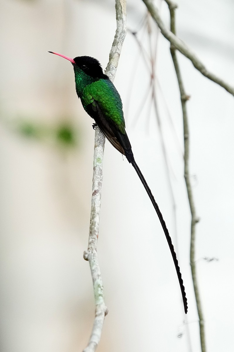 Red-billed Streamertail - ML636972361