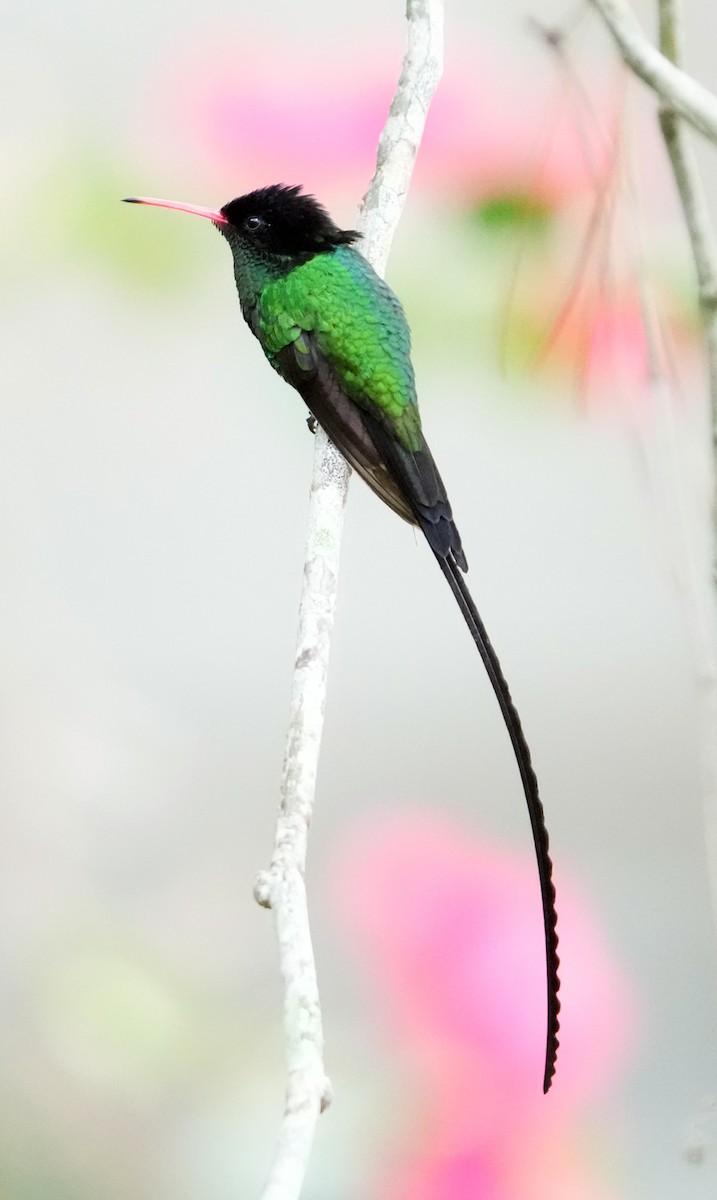 Red-billed Streamertail - ML636972362