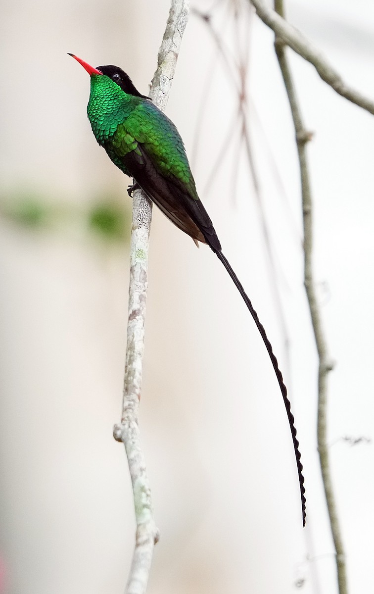 Red-billed Streamertail - ML636972364