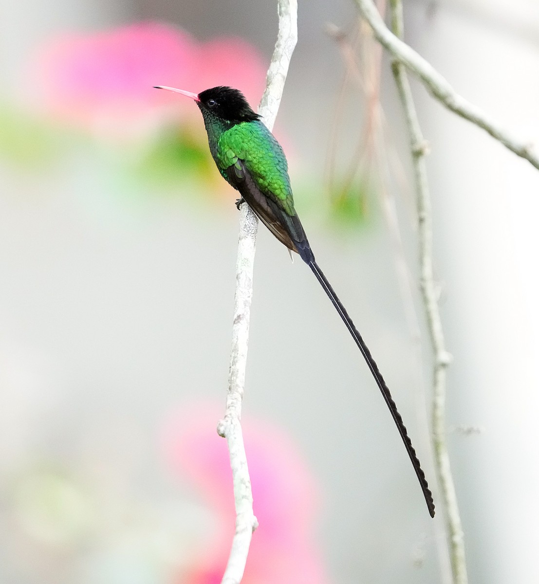 Red-billed Streamertail - ML636972365