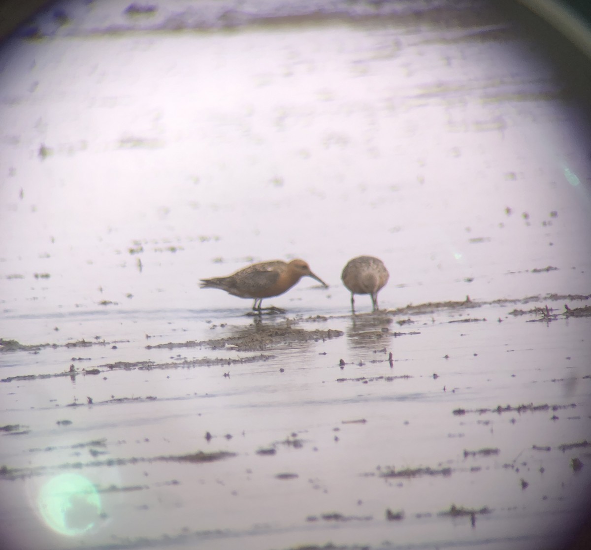 Red Knot - ML636972386