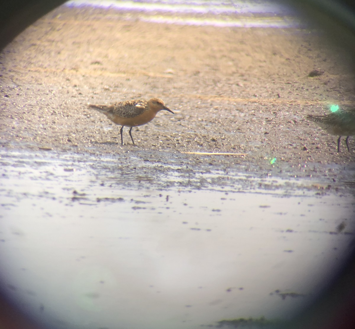 Red Knot - ML636972387