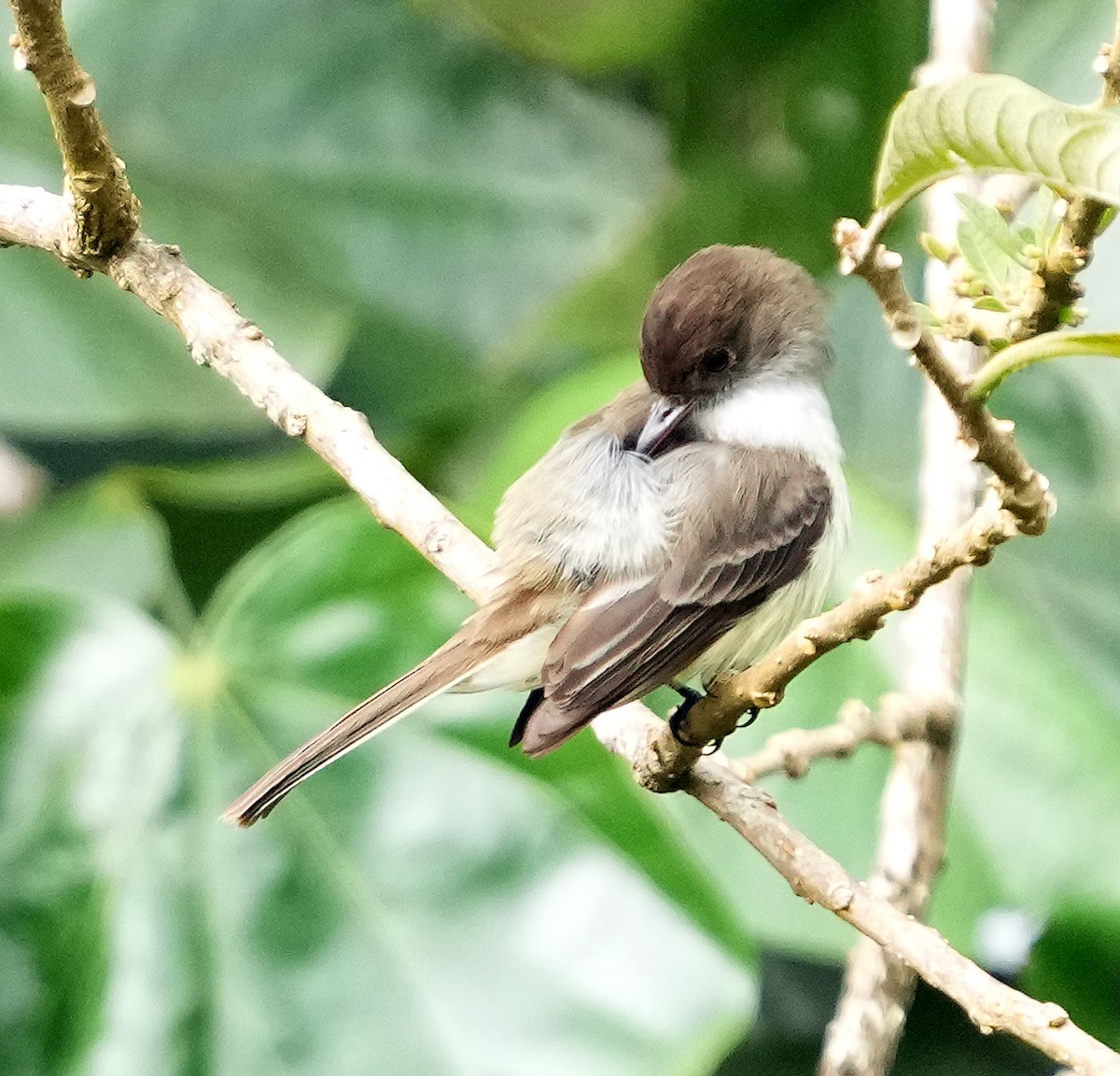 Sad Flycatcher - ML636972475
