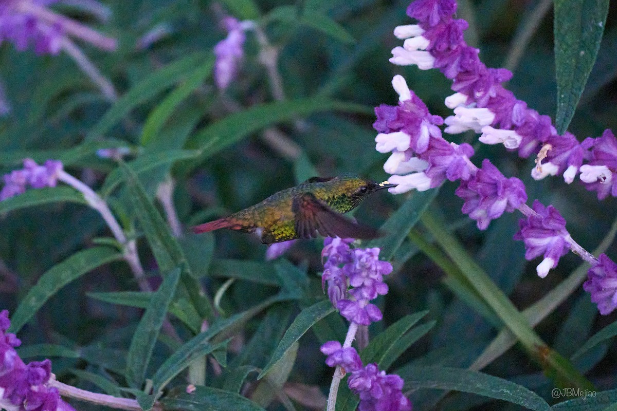 Coppery Emerald - ML636972497