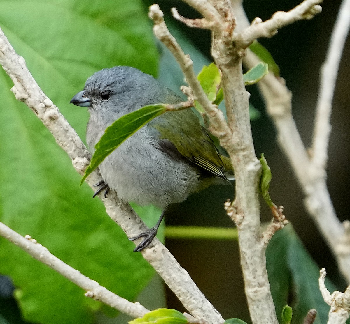 Jamaican Euphonia - ML636972518