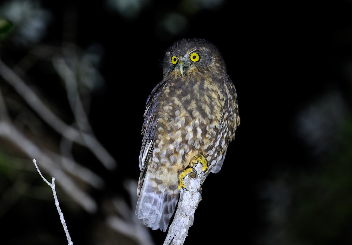 Morepork - ML636972544