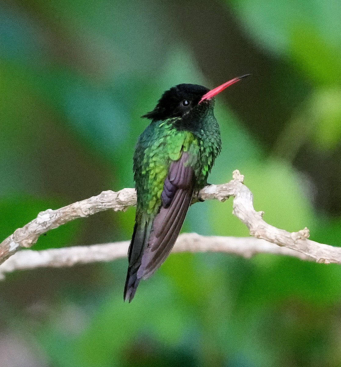 Red-billed Streamertail - ML636972548