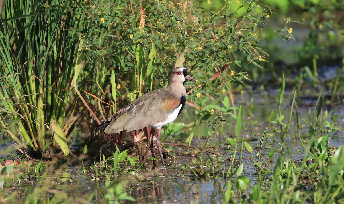 Southern Lapwing - ML636972566