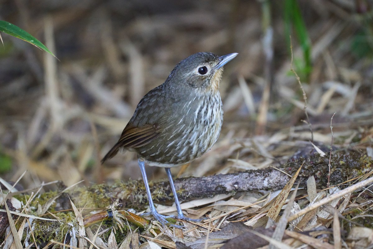 Santa Marta Antpitta - ML636972579