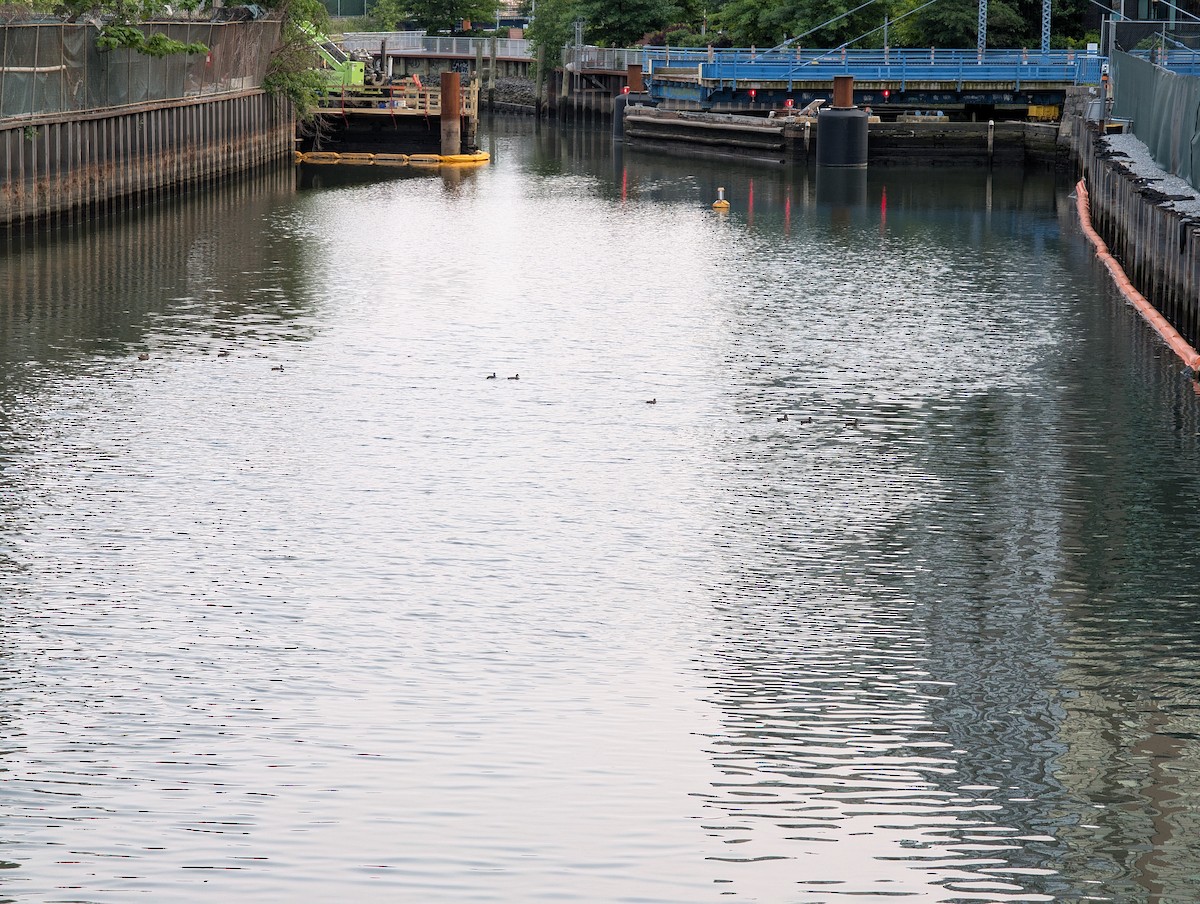 duck sp. - ML636972622