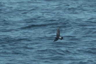 黃蹼洋海燕 - ML63697271
