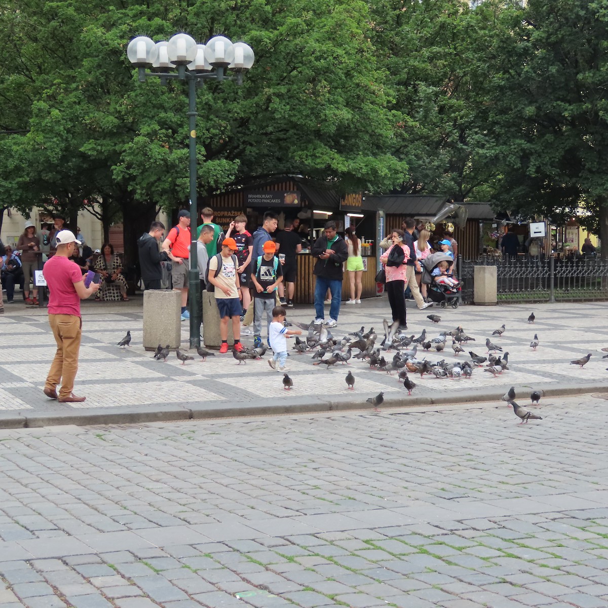 Rock Pigeon (Feral Pigeon) - ML636972719