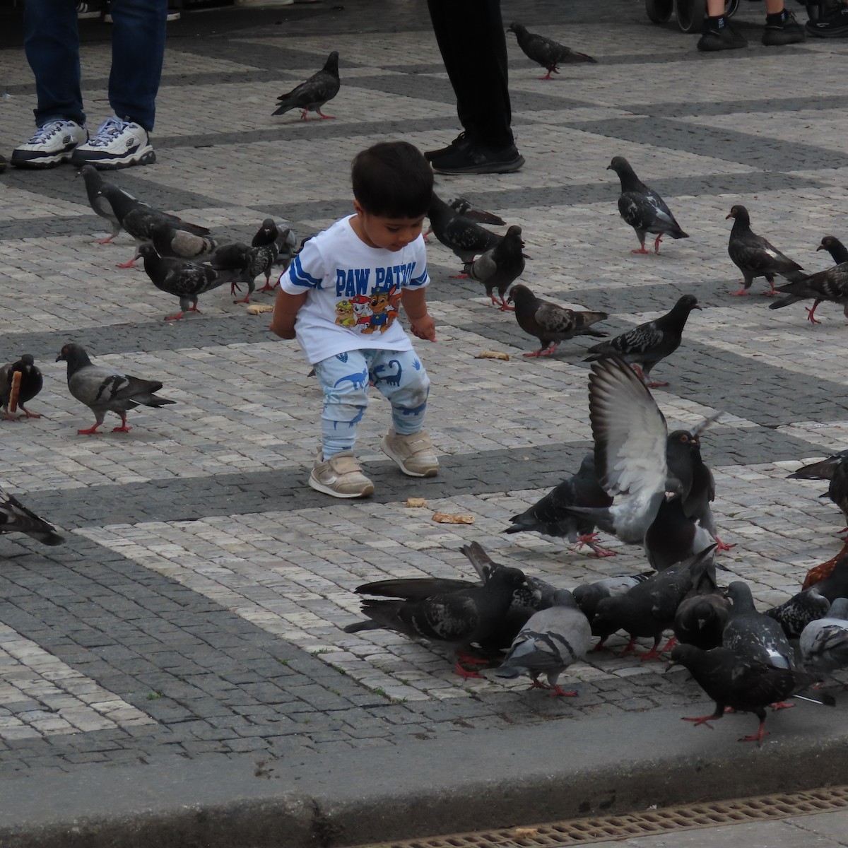 Rock Pigeon (Feral Pigeon) - ML636972726
