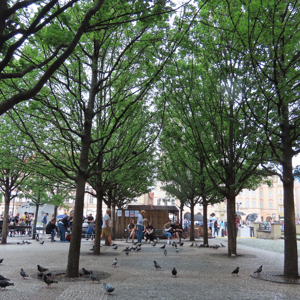 Rock Pigeon (Feral Pigeon) - ML636972731