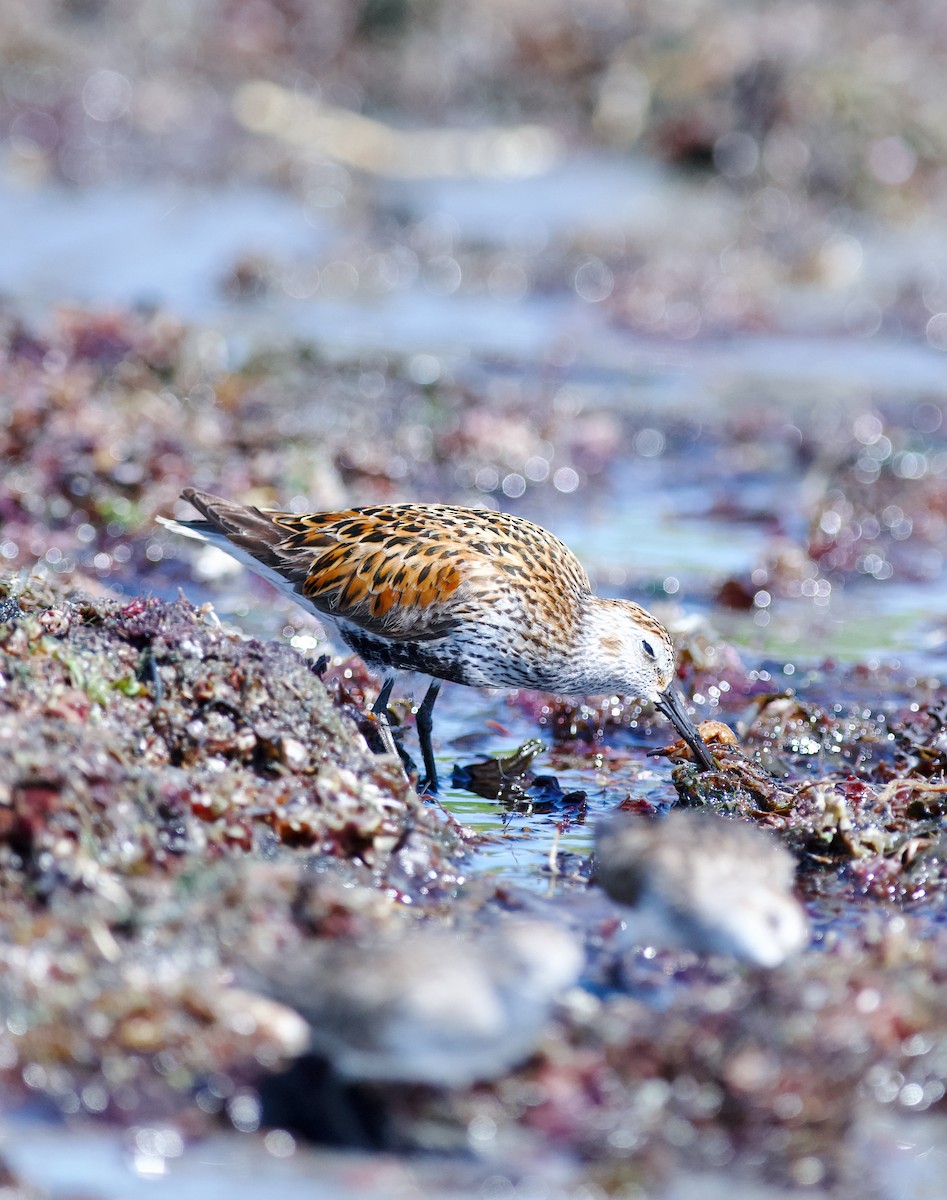 Dunlin - ML636972738