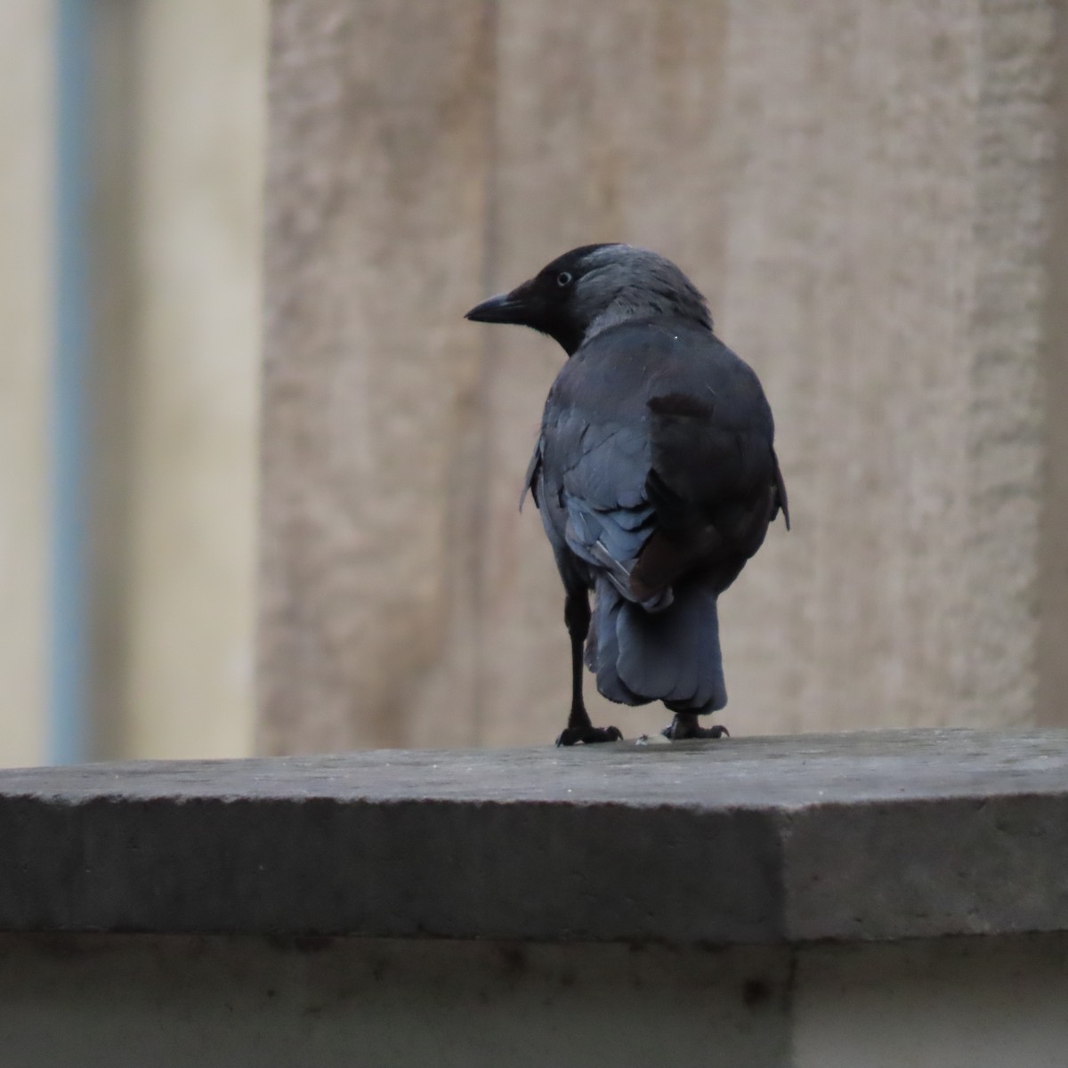 Eurasian Jackdaw - ML636972761