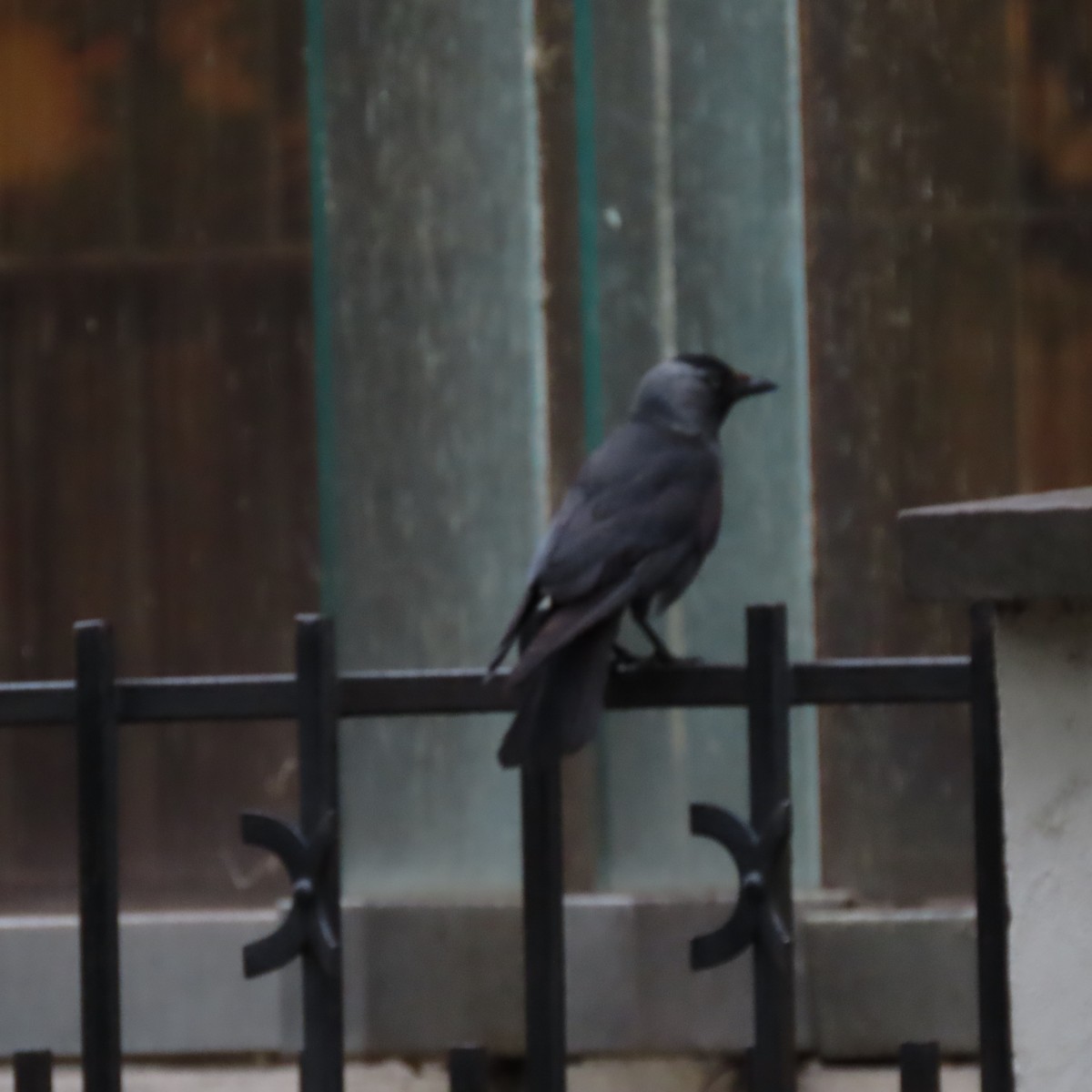 Eurasian Jackdaw - ML636972766