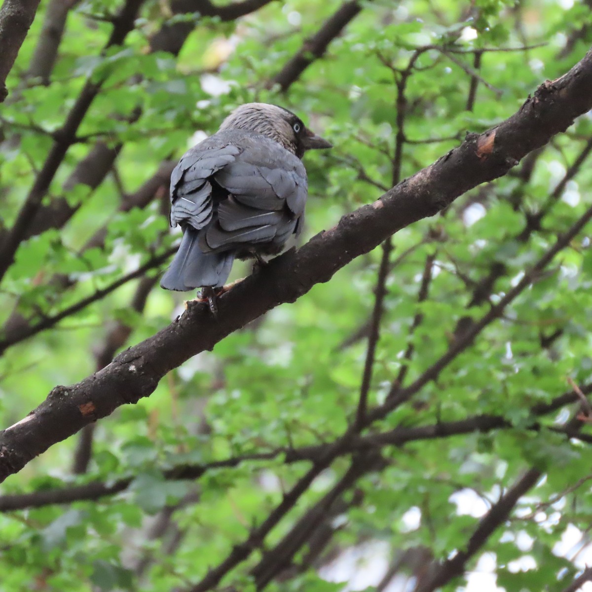 Eurasian Jackdaw - ML636972786