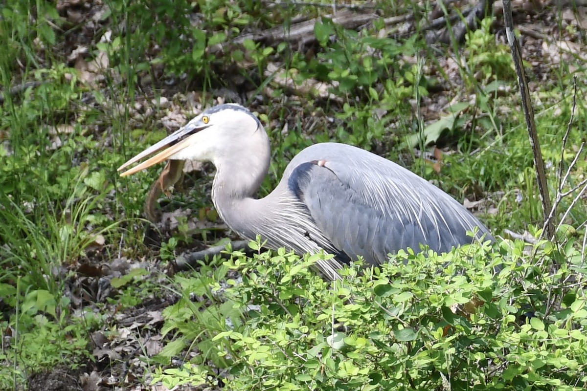 Great Blue Heron - ML636972806