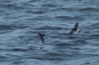 黃蹼洋海燕 - ML63697281