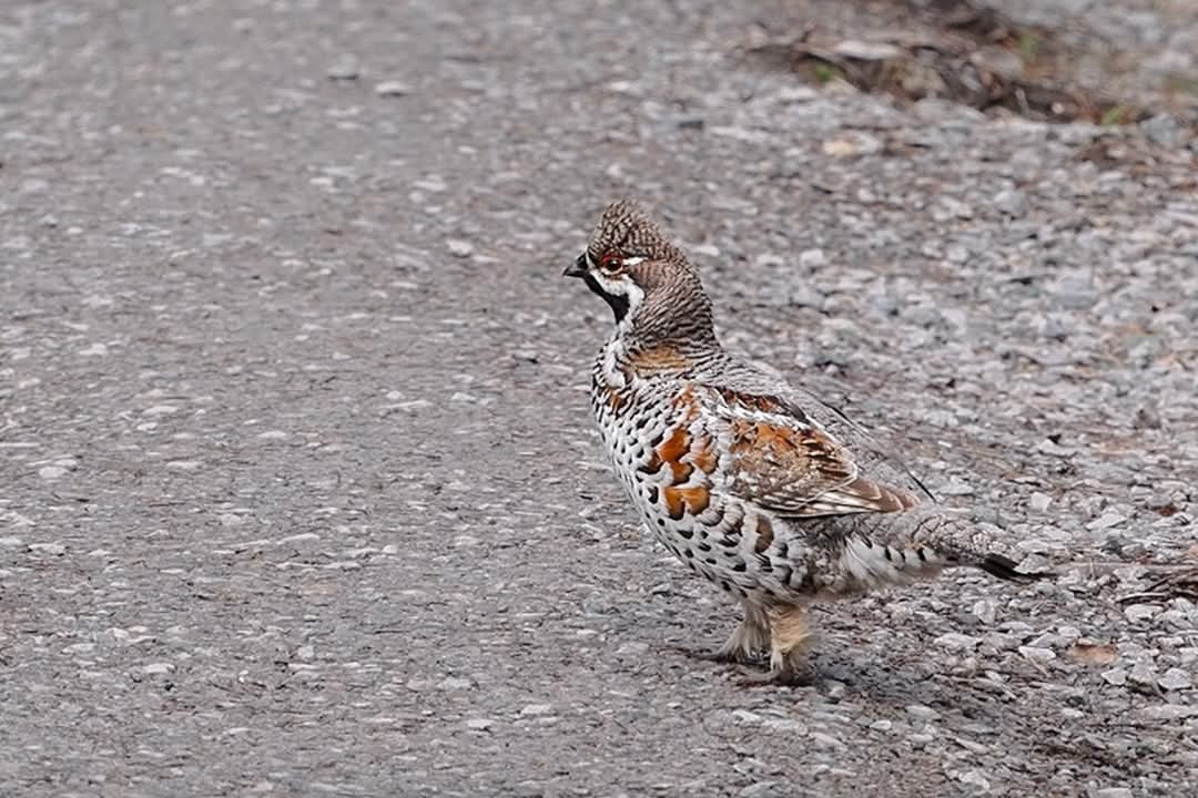 エゾライチョウ - ML636972858