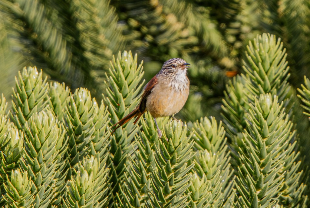 Araucaria Tit-Spinetail - ML636972860