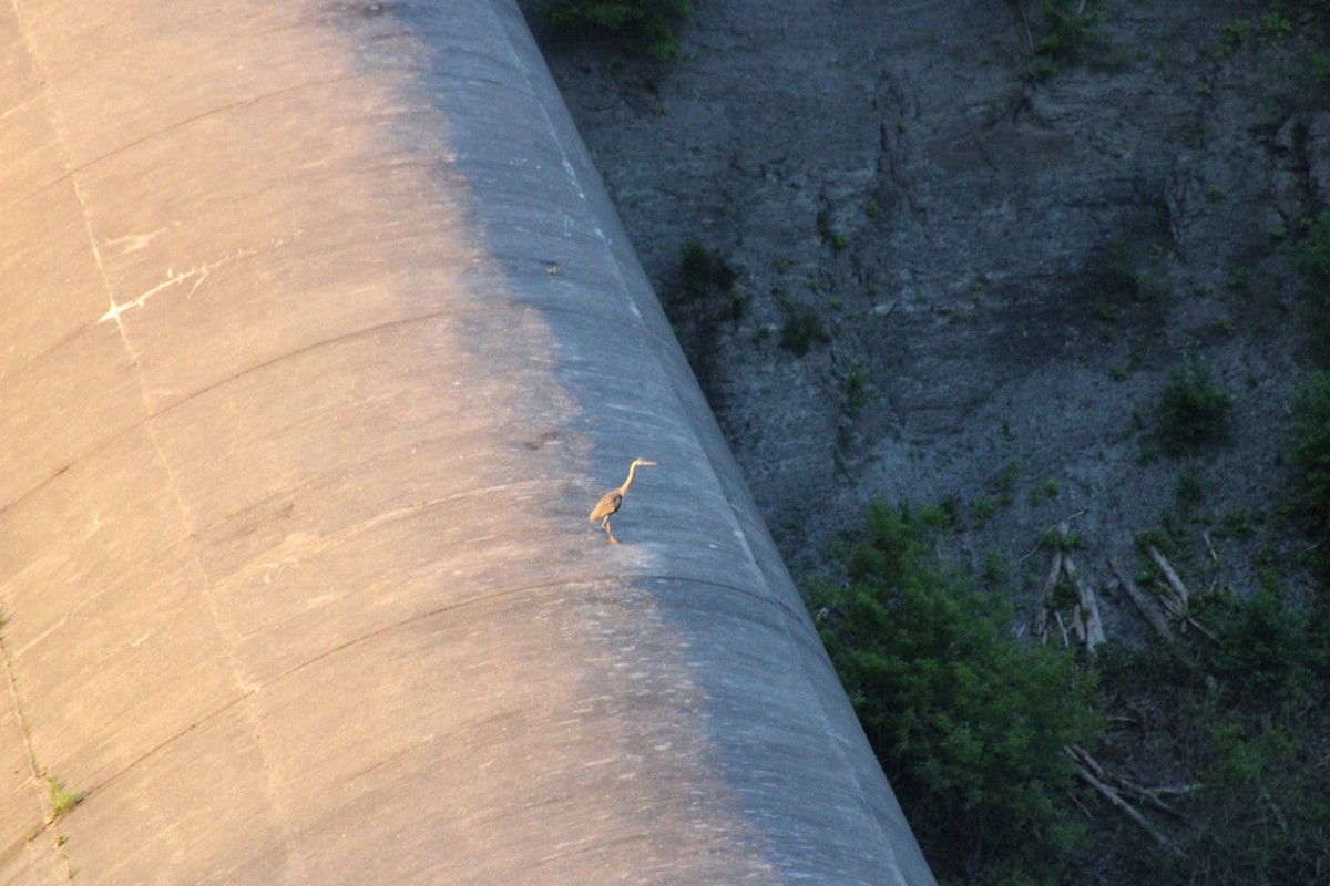 Great Blue Heron - ML636972881
