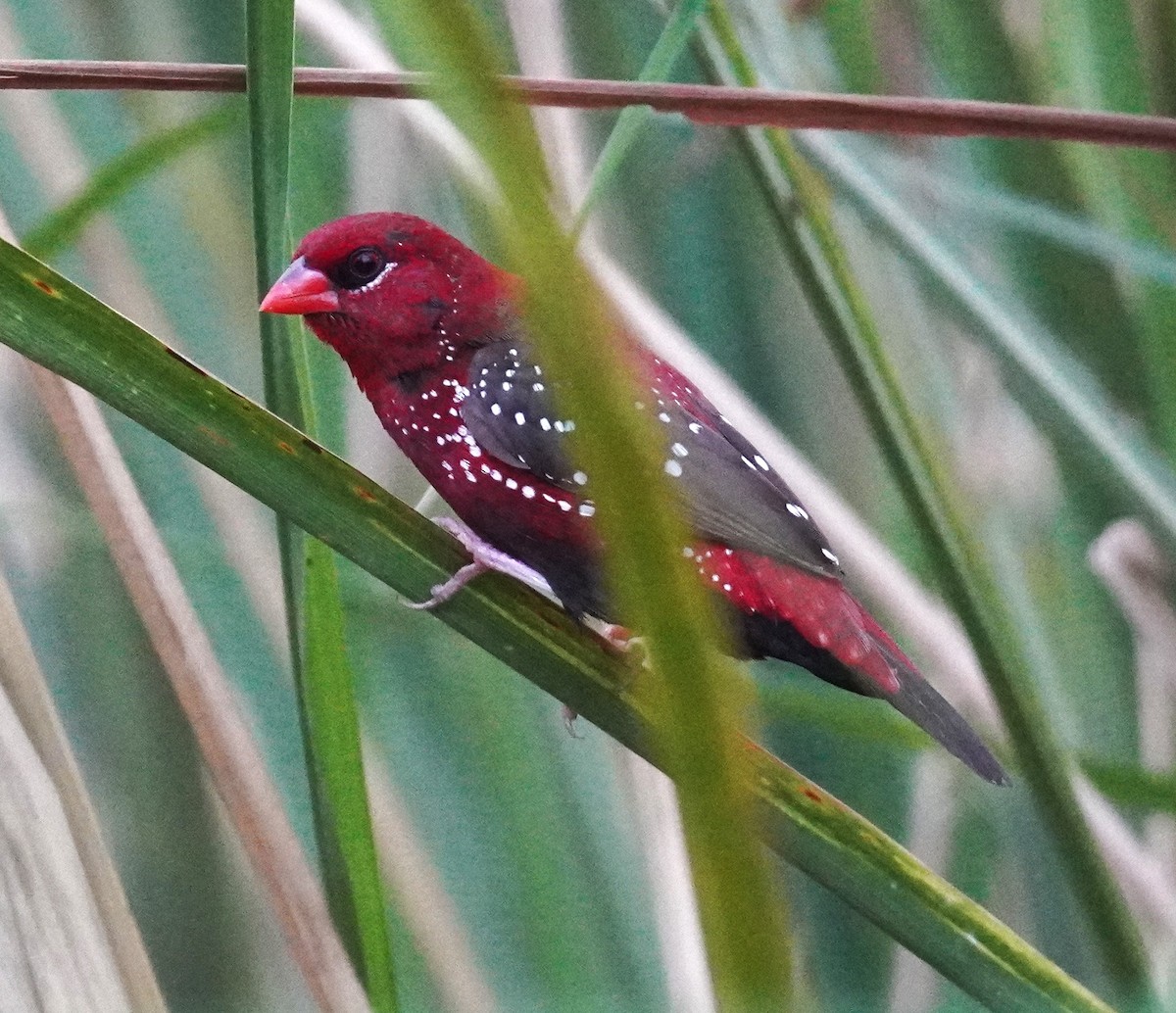Bengali rouge - ML636972915