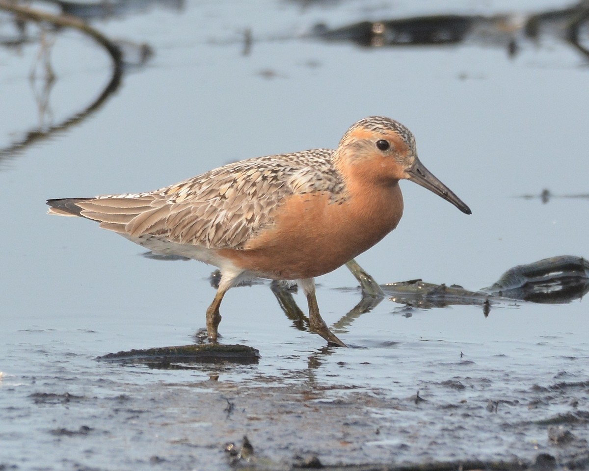 Red Knot - ML636973048