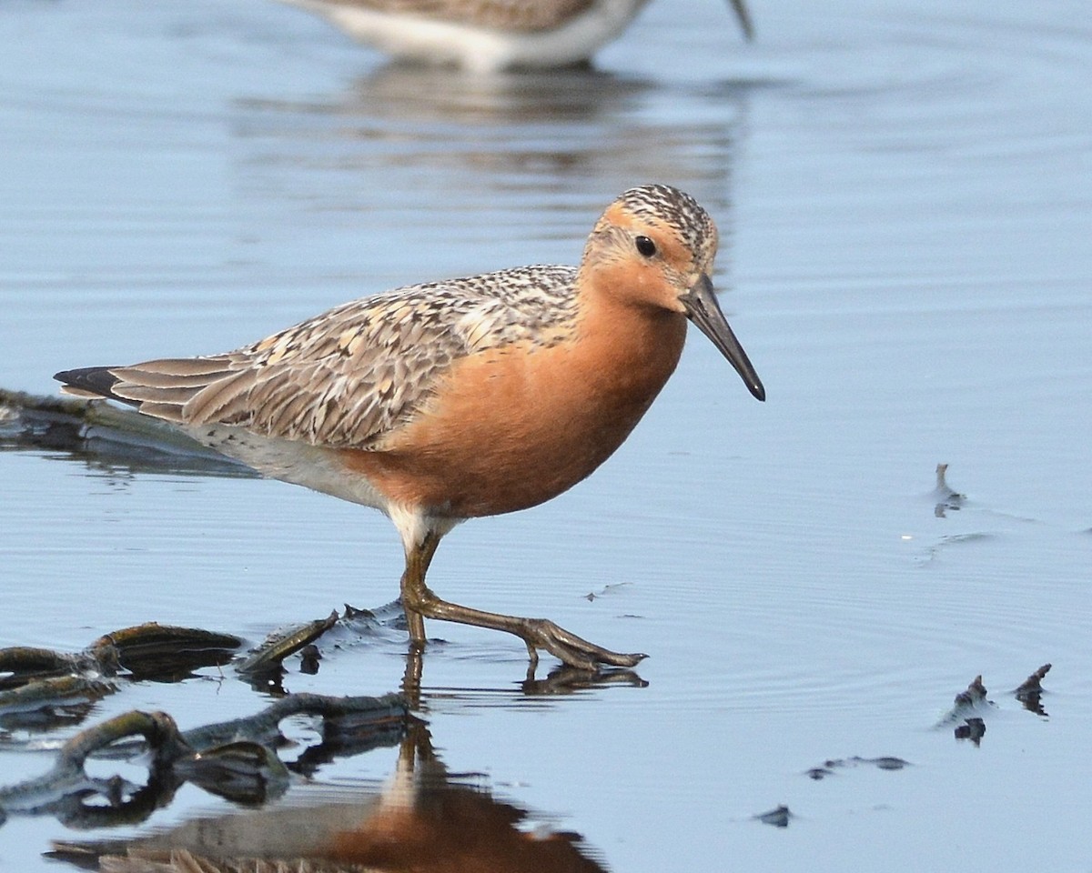 Red Knot - ML636973085