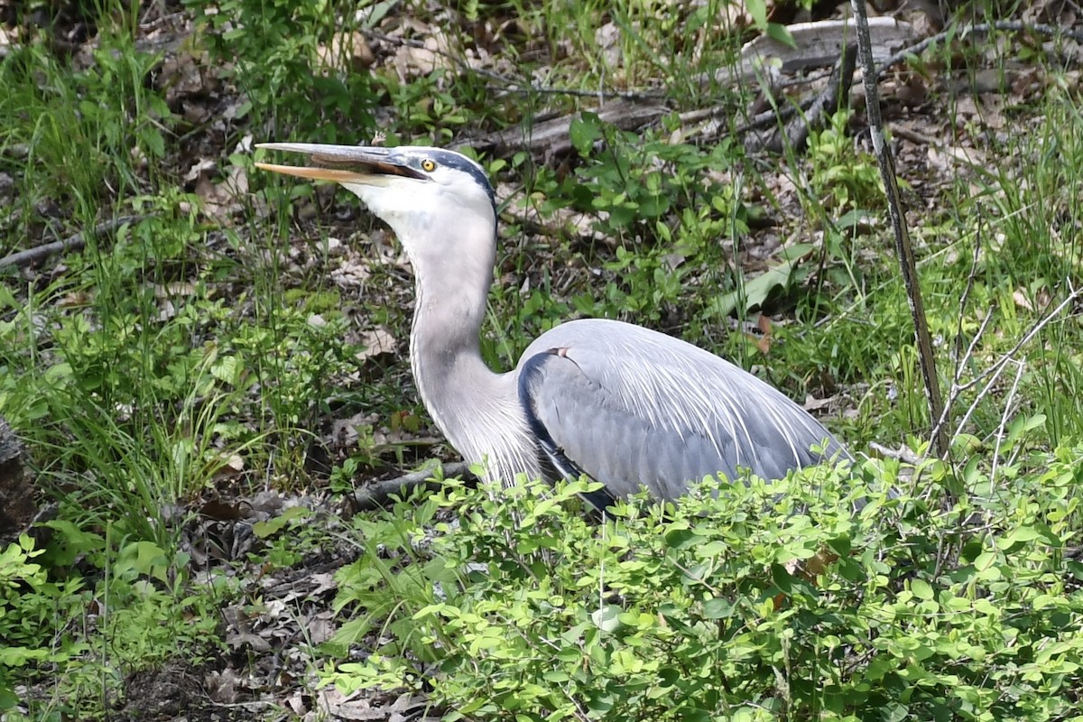 Great Blue Heron - ML636973110