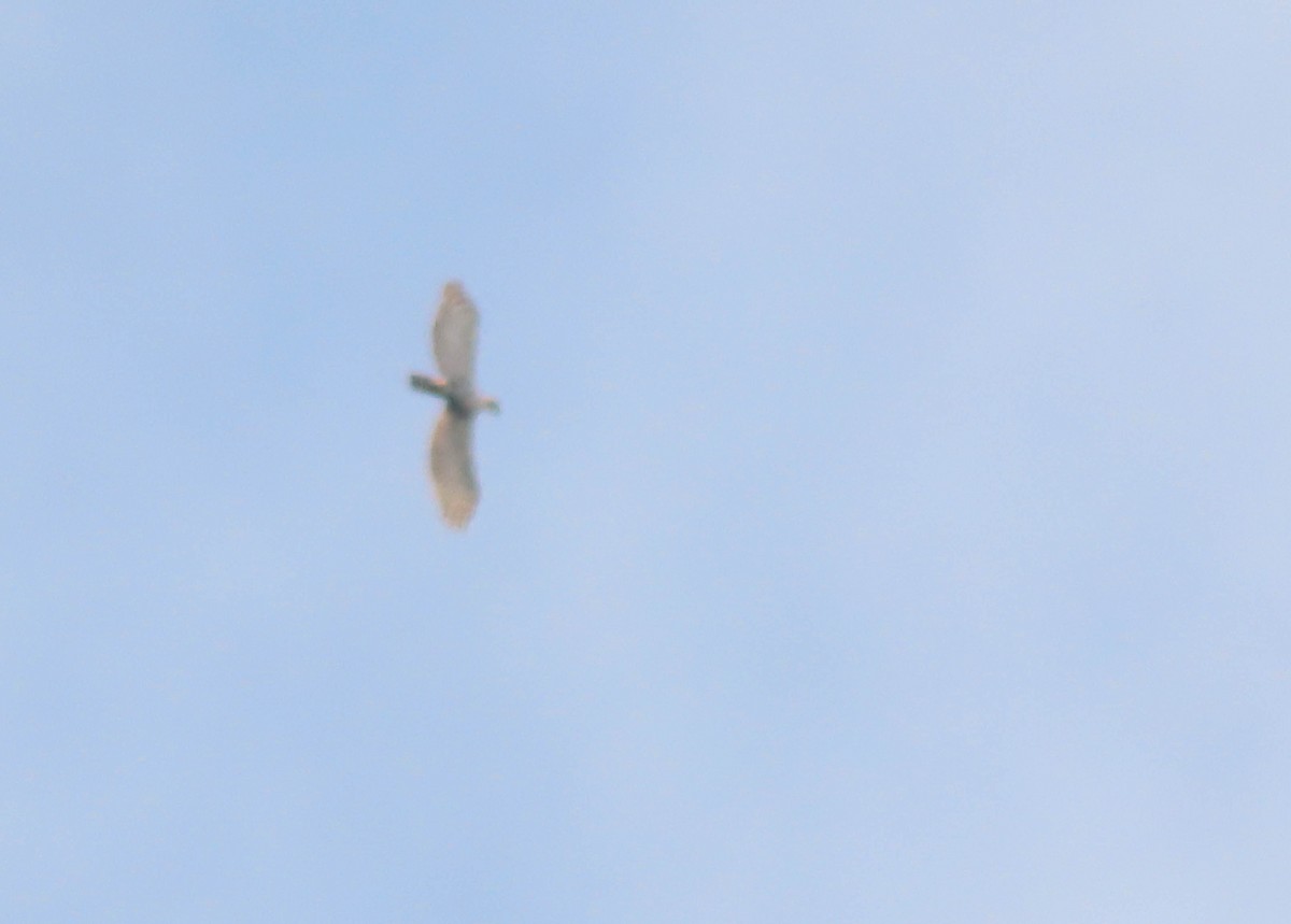 Ornate Hawk-Eagle - ML636973282