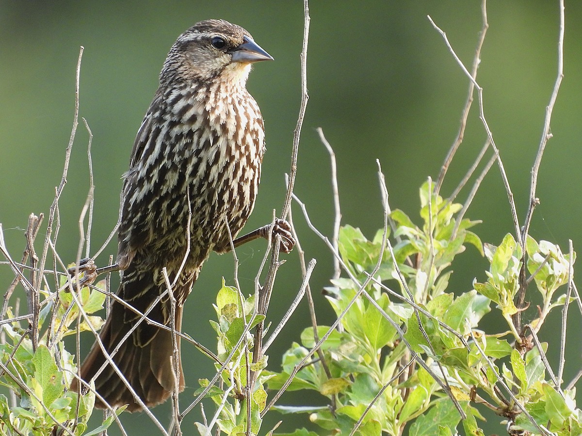 Red-winged Blackbird - Timothy Blanchard