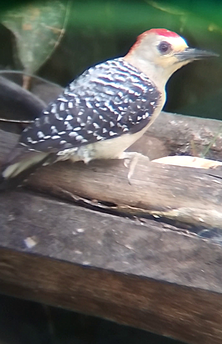 Red-crowned Woodpecker - ML636973415
