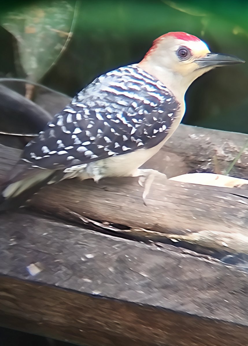 Red-crowned Woodpecker - ML636973571