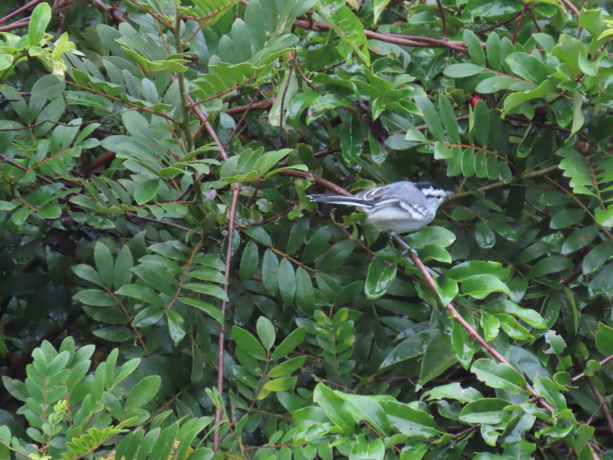 Black-capped Antwren - ML636973649