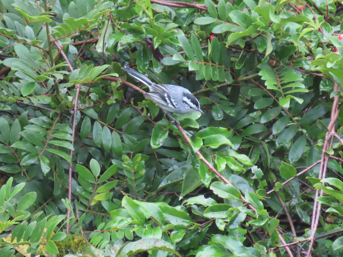 Black-capped Antwren - ML636973650