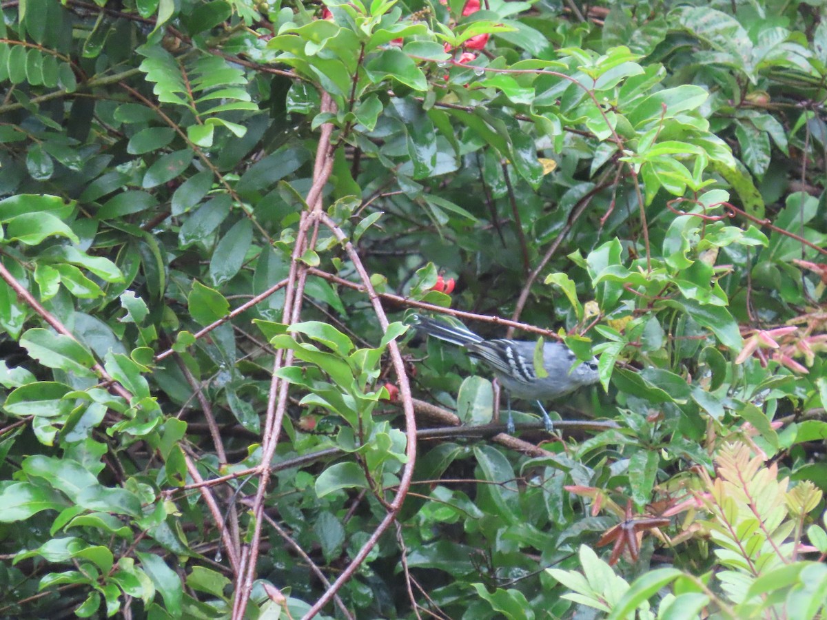 Black-capped Antwren - ML636973651