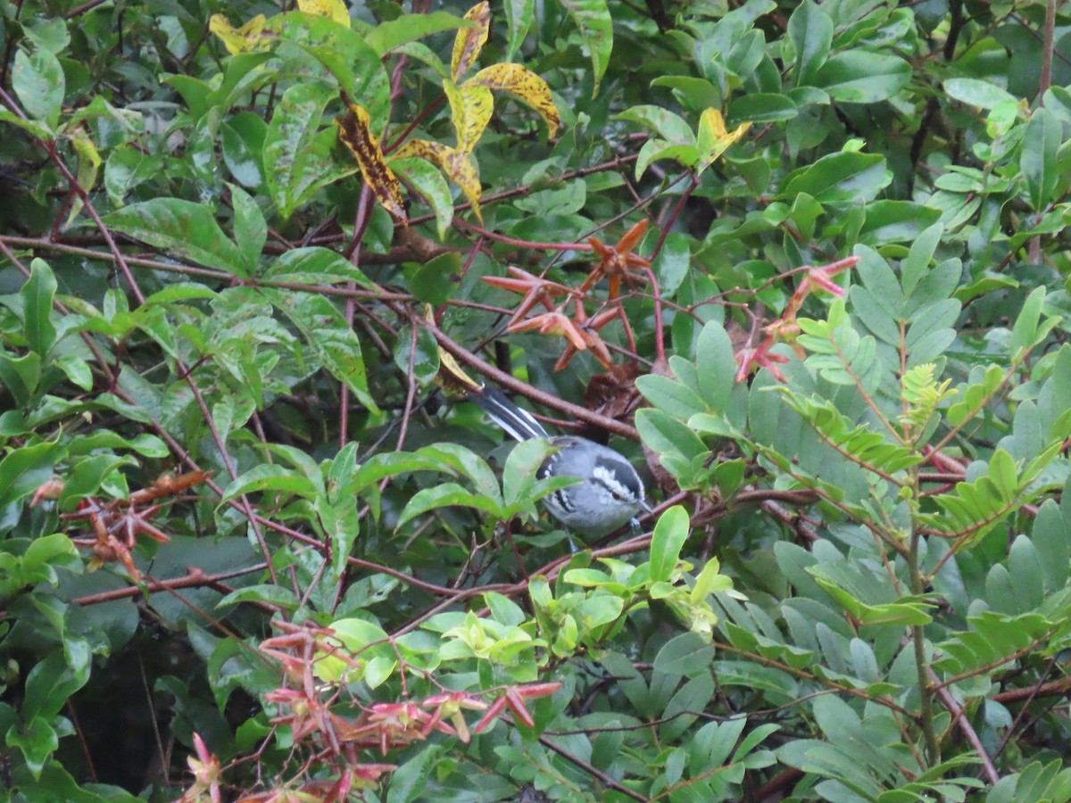 Black-capped Antwren - ML636973652