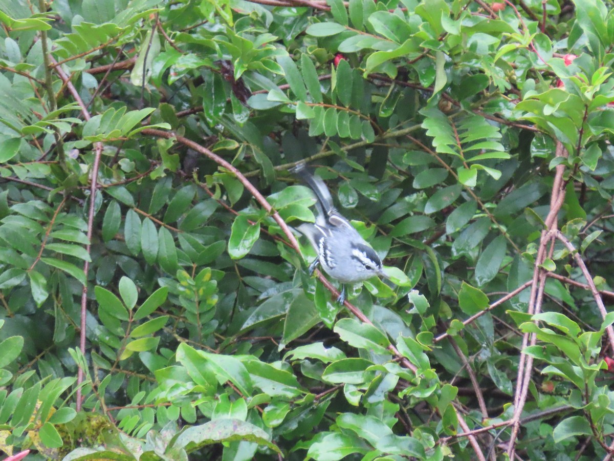 Black-capped Antwren - ML636973653
