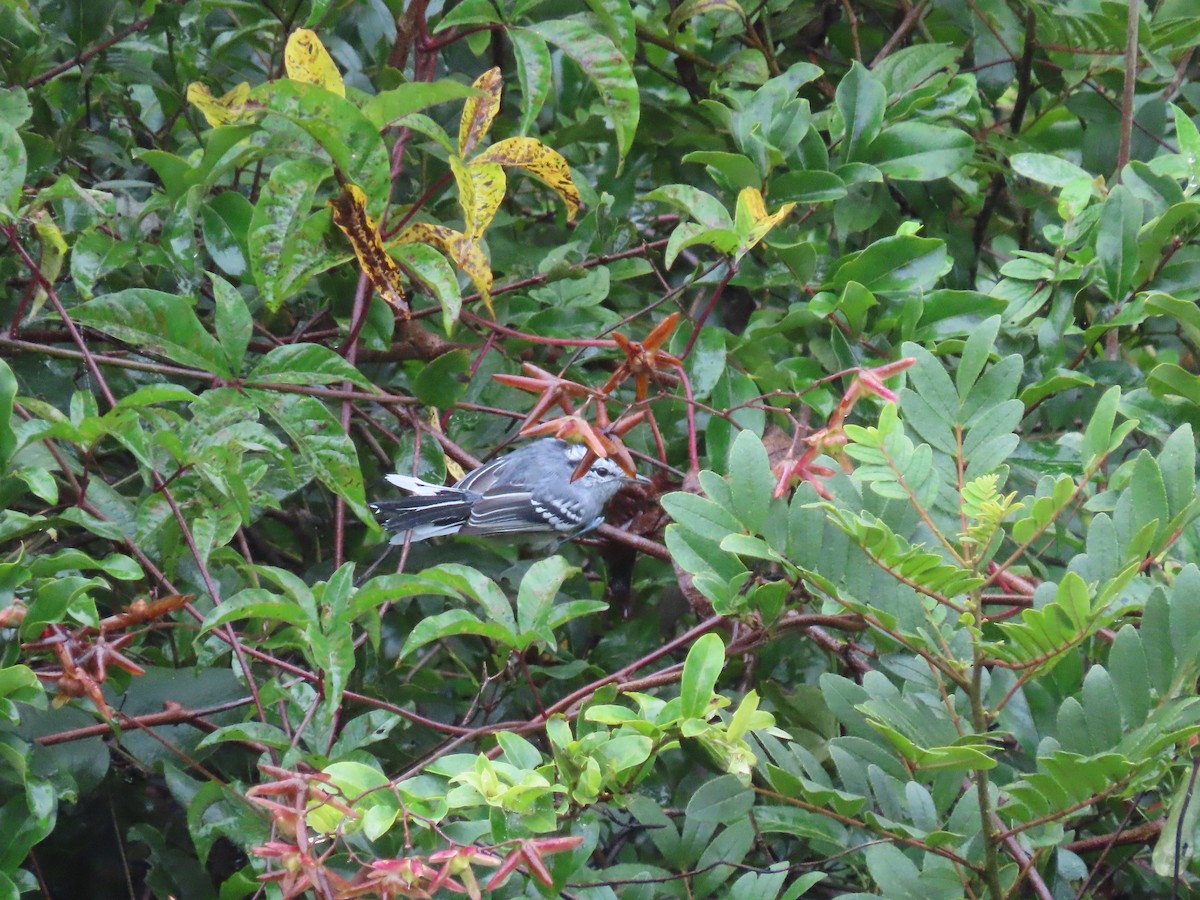 Black-capped Antwren - ML636973654