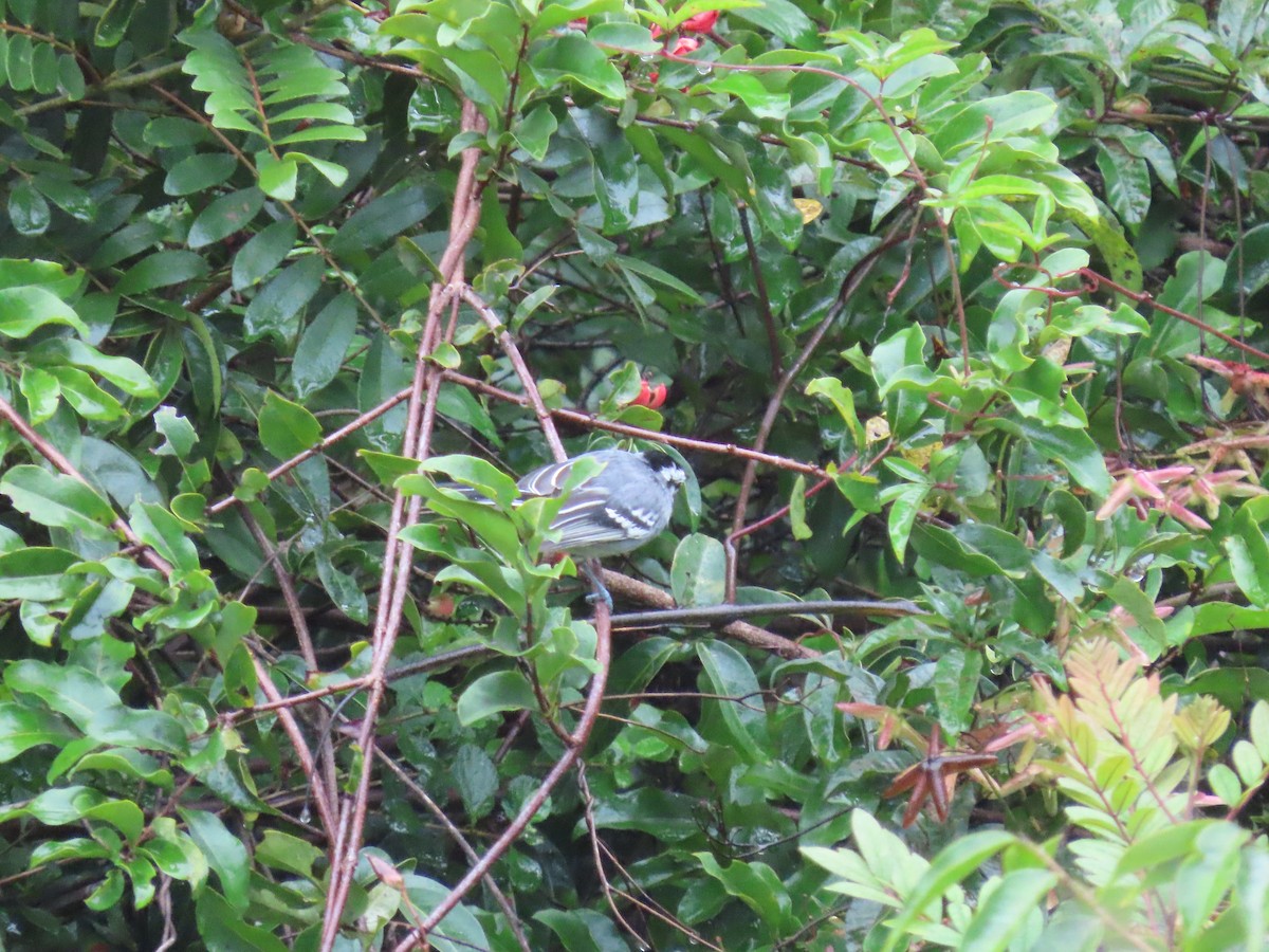 Black-capped Antwren - ML636973655