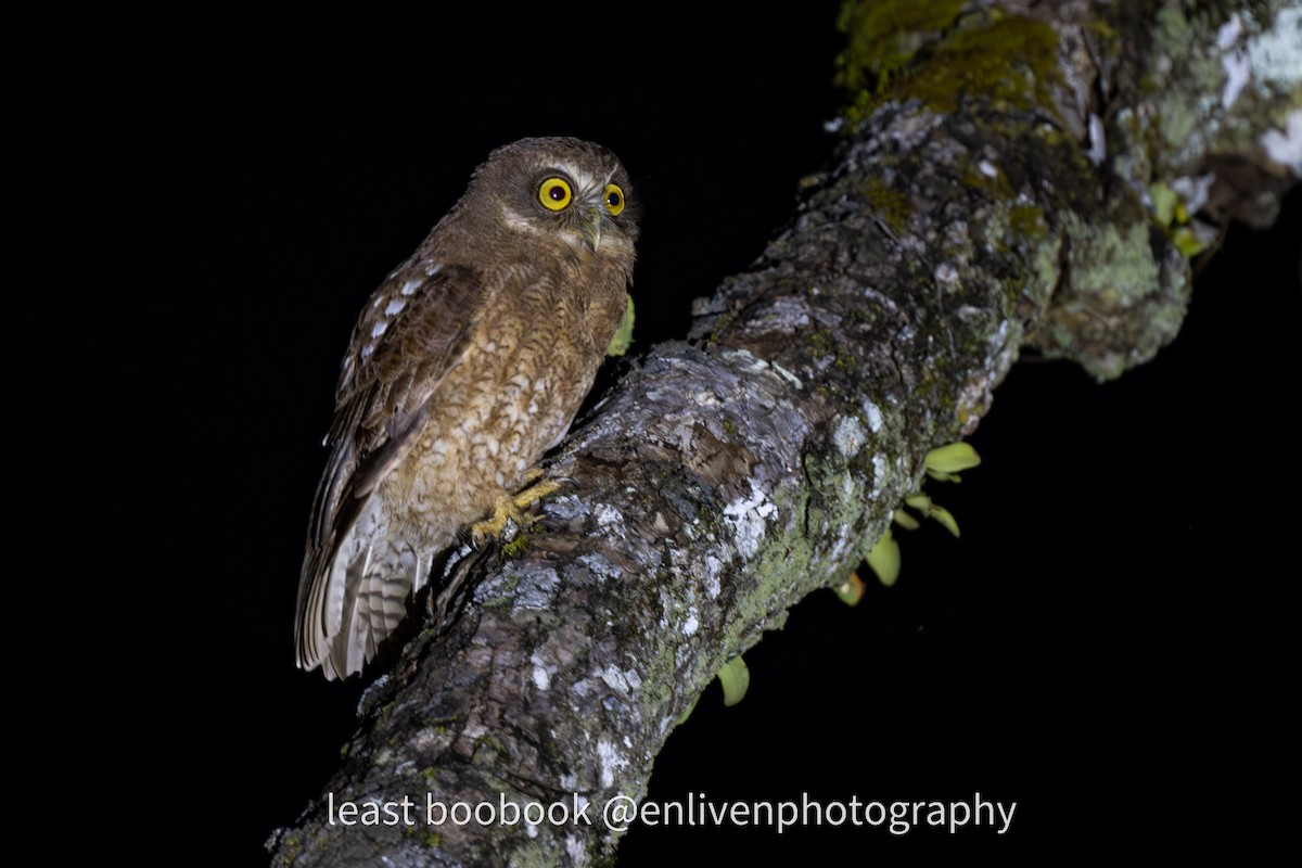 Least Boobook - ML636973682