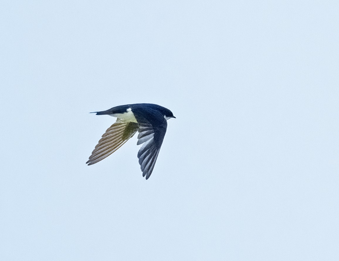Tree Swallow - ML636973732
